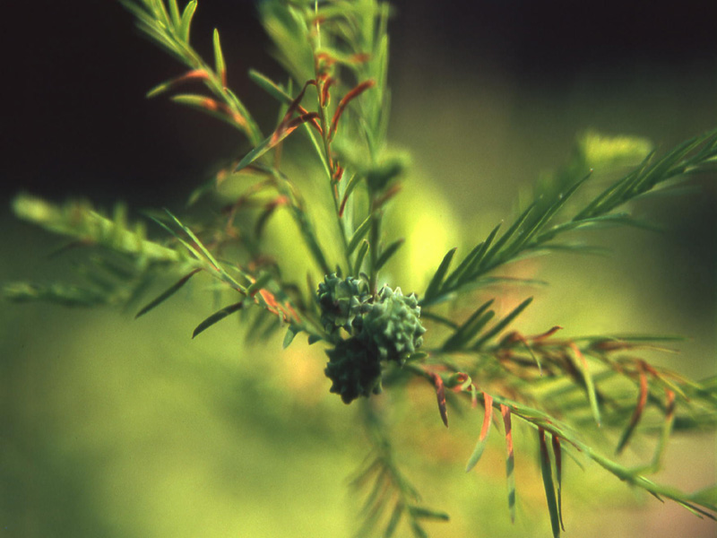 Taxodium distichum / Cipresso calvo